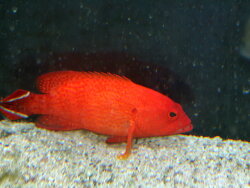 Cephalopholis urodeta - Feuer-Zackenbarsch