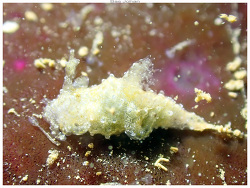 Trapania bourdili thumbnail