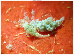 Trapania bourdili thumbnail