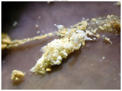 Trapania bourdili thumbnail