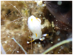 Trapania aurata,Ilot Uéré - Noumea 2025