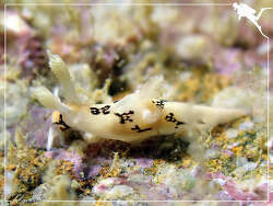 Trapania joannotae thumbnail