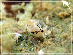 Trapania joannotae thumbnail