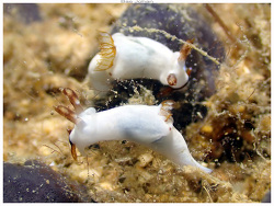 Trapania mechineaui thumbnail