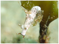 Trapania mechineaui thumbnail
