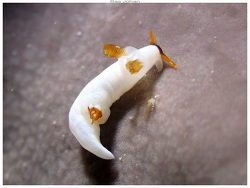 Trapania mechineaui thumbnail