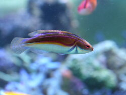 Cirrhilabrus laboutei - Laboutis Fahnenlippfisch