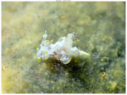 Trapania rocherensis,Mont-Dore, Nouvelle-Calédonie 2025