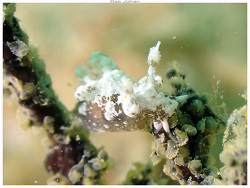 Trapania rocherensis,Ouémo, Nouméa, Nouvelle-Calédonie 2025