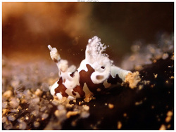 Trapania franae thumbnail