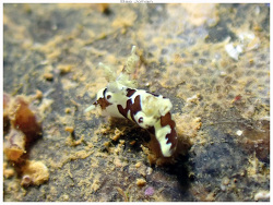 Trapania franae thumbnail
