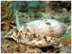 Oliva miniacea thumbnail