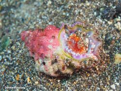 Lampasopsis thomae,Las Palmas, ES-CN, ES 2025