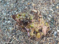 Lampasopsis thomae,Las Palmas, ES-CN, ES 2025