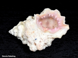 Lampasopsis thomae,Las Palmas, ES-CN, ES 2025