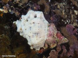 Lampasopsis thomae,Las Palmas, ES-CN, ES 2025