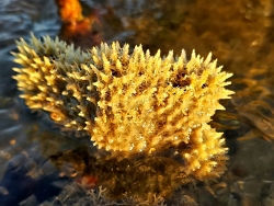 Callyspongia confoederata thumbnail
