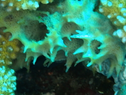 Callyspongia confoederata thumbnail