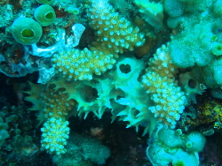 Callyspongia confoederata thumbnail