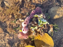 Callyspongia confoederata thumbnail