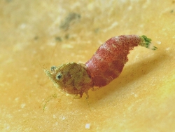 Thorella cobourgi thumbnail