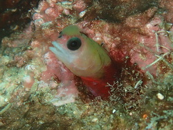 Mccoskerichthys sandae thumbnail