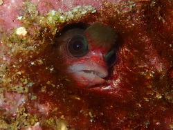 Mccoskerichthys sandae thumbnail