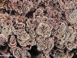 Corallina berteroi thumbnail
