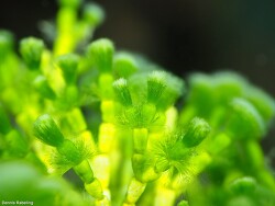 Cymopolia barbata thumbnail