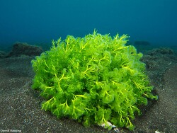 Cymopolia barbata thumbnail