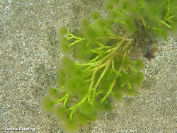 Cymopolia barbata thumbnail