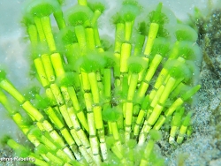 Cymopolia barbata thumbnail