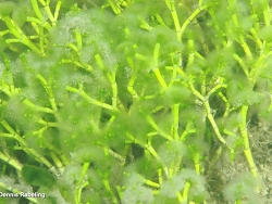 Cymopolia barbata thumbnail