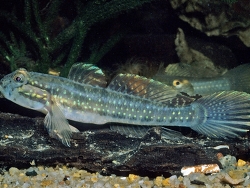 Arenigobius frenatus thumbnail