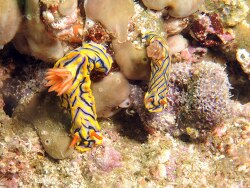 Hypselodoris nigrostriata thumbnail