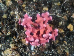Boreolithothamnion corallioides thumbnail