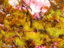 Lobophora canariensis thumbnail