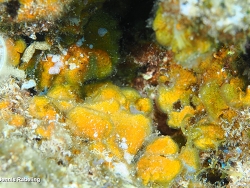 Lobophora canariensis thumbnail