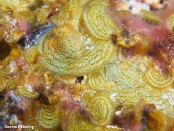Lobophora canariensis thumbnail
