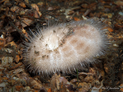 Brissus unicolor thumbnail