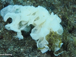 Hydatina physis thumbnail