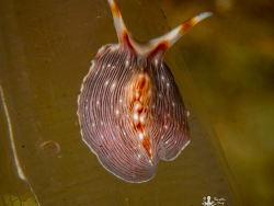 Prostheceraeus sp. - Kimbe Bay, Papua Neuguinea 