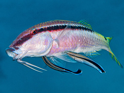 Parupeneus forsskali thumbnail