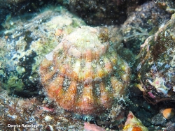 Bractechlamys corallinoides thumbnail