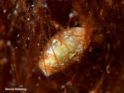 Weinkauffia turgidula thumbnail