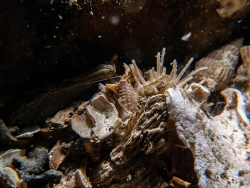 Neopleustes columbianus thumbnail
