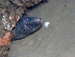 Gymnothorax elaineheemstrae thumbnail