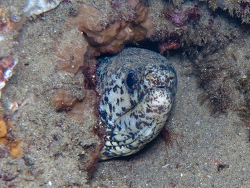 Gymnothorax elaineheemstrae thumbnail