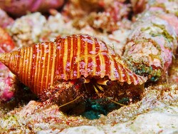 Dardanus longior thumbnail