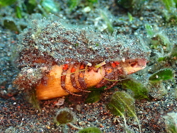 Dardanus longior thumbnail